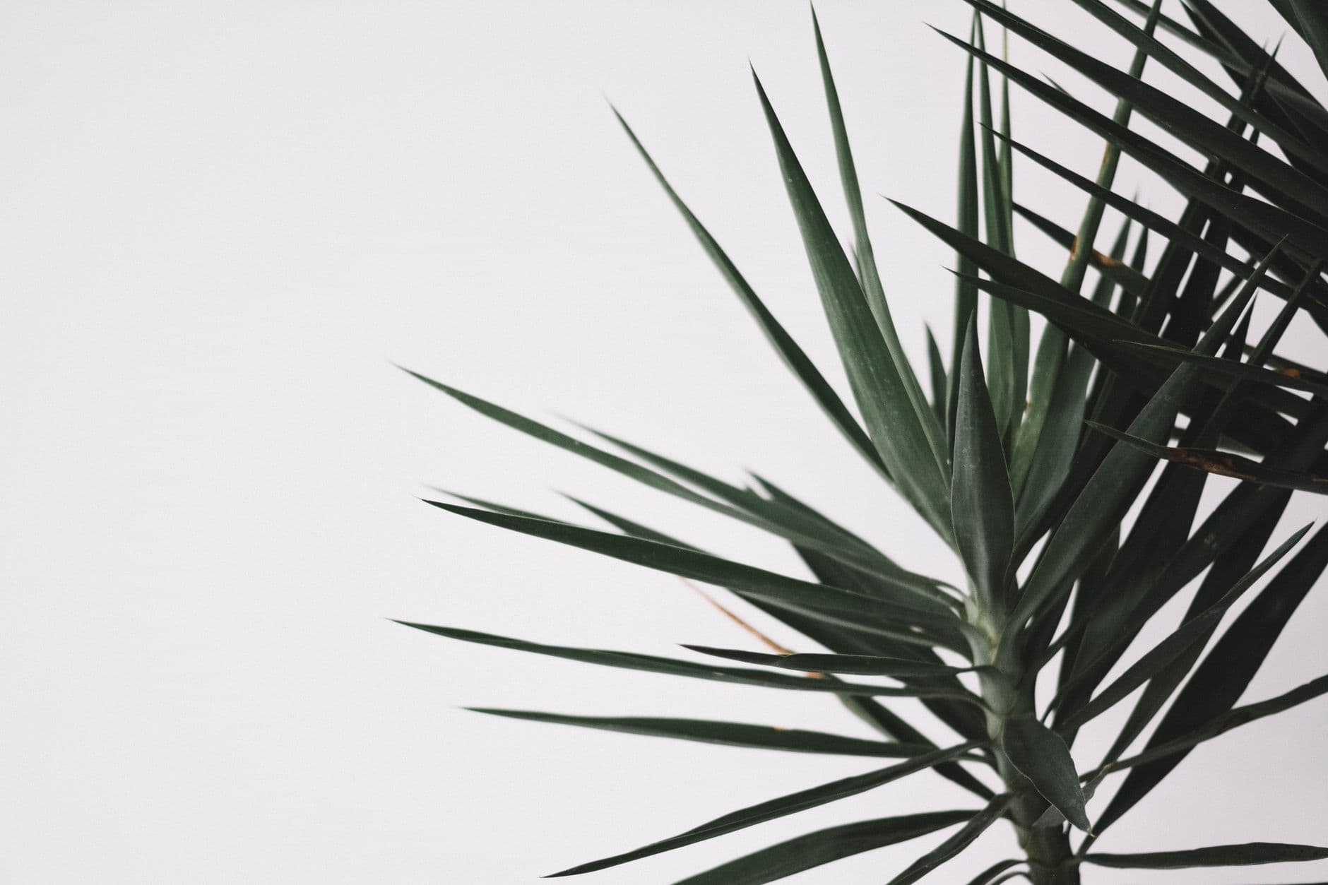 Botanical ingredients